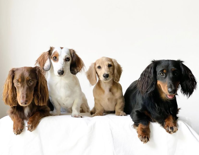 mini dachshund puppies for sale